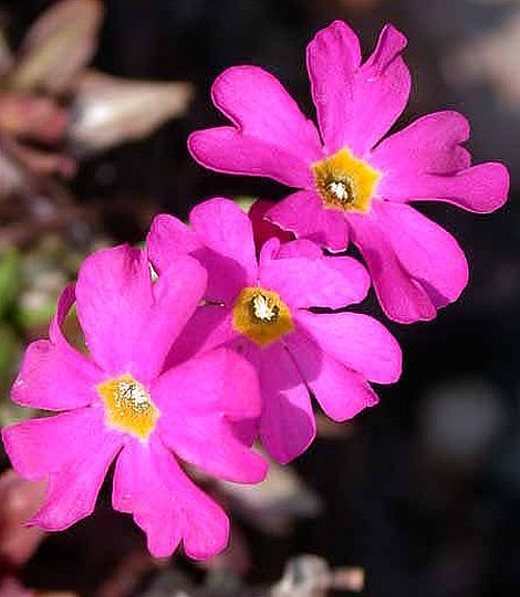 Primula rosea 'Grandiflora'